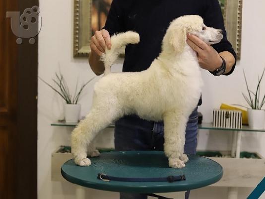 Grand Royal Poodle Standard